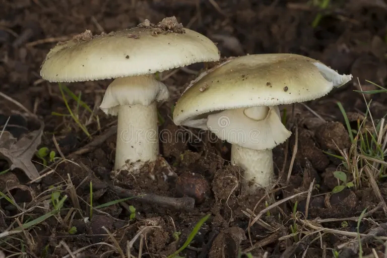 Amanita ядовитая поганка