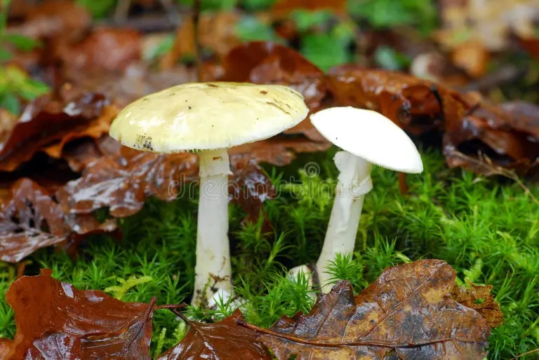 Бледная поганка, Amanita phalloides - смертельно ядовитый гриб рода мухоморов