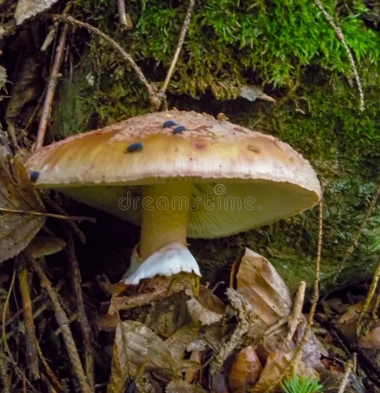 Amanita ядовитая поганка