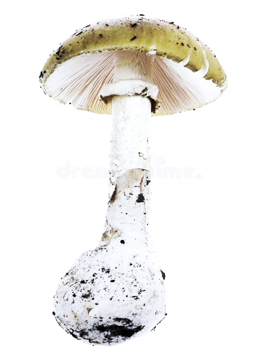 Бледная поганка, Amanita phalloides - смертельно ядовитый гриб рода мухоморов