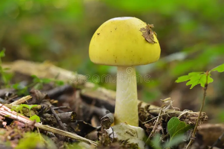 Бледная поганка, Amanita phalloides - смертельно ядовитый гриб рода мухоморов