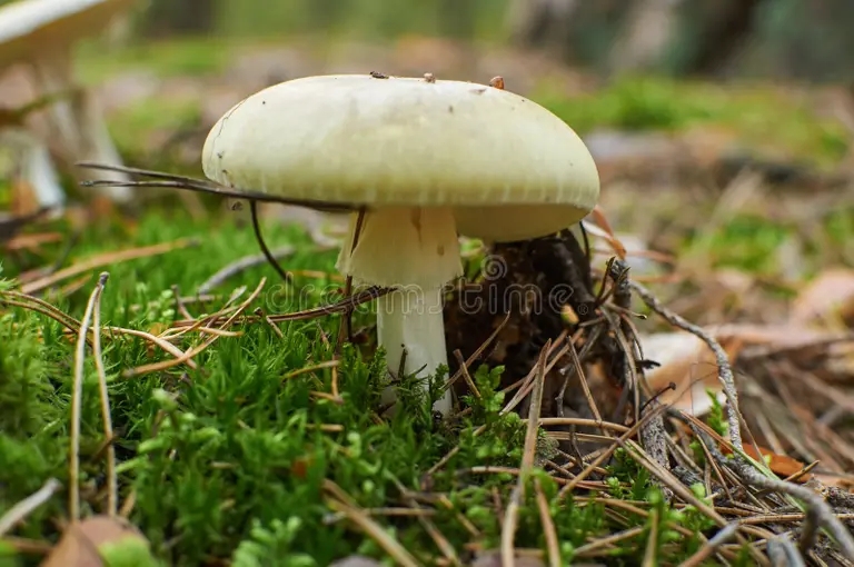 Бледная поганка, Amanita phalloides - смертельно ядовитый гриб рода мухоморов