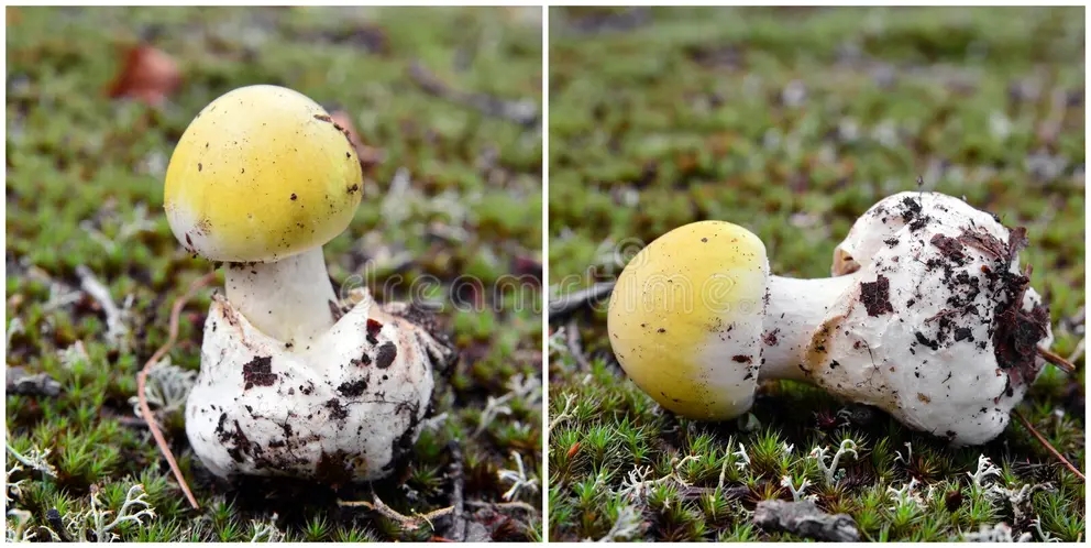 Бледная поганка, Amanita phalloides - смертельно ядовитый гриб рода мухоморов