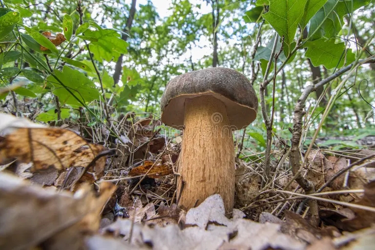 . Boletus aereus