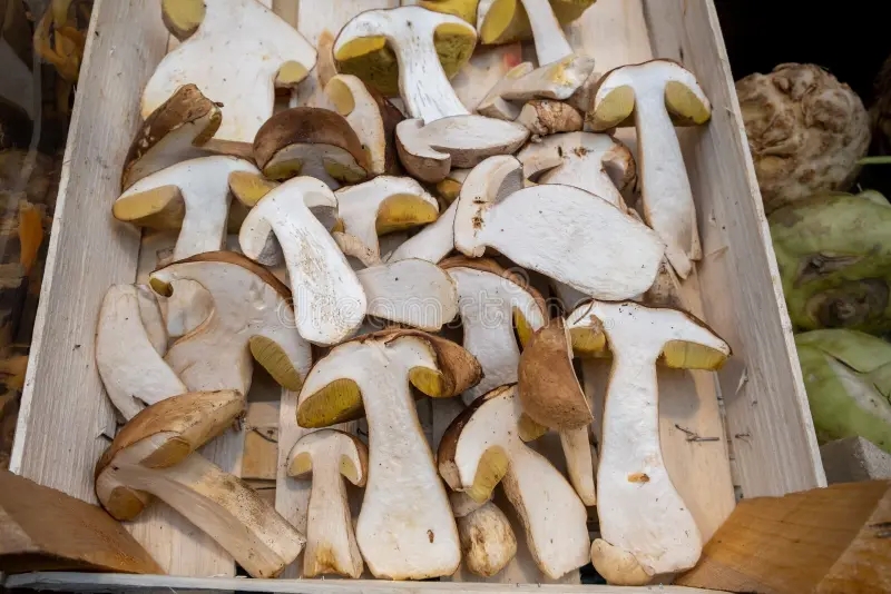 Белый гриб boletus edulis cep penny bun porcino porcini mushrooms sale bolzano market italy 172736806 - Белый гриб