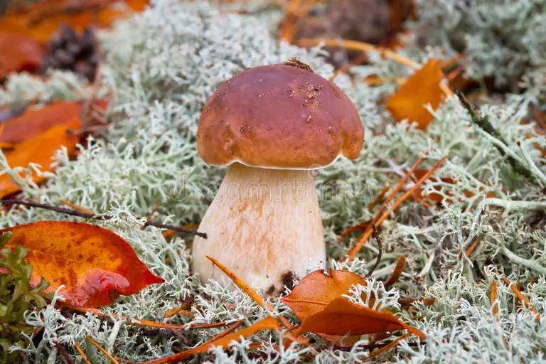 Белый гриб boletus edulis mushroom close up 27318648 - Белый гриб