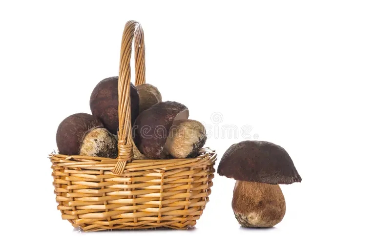 boletus edulis un canestro isolato su bianco 46693782 - Боровик бронзовый