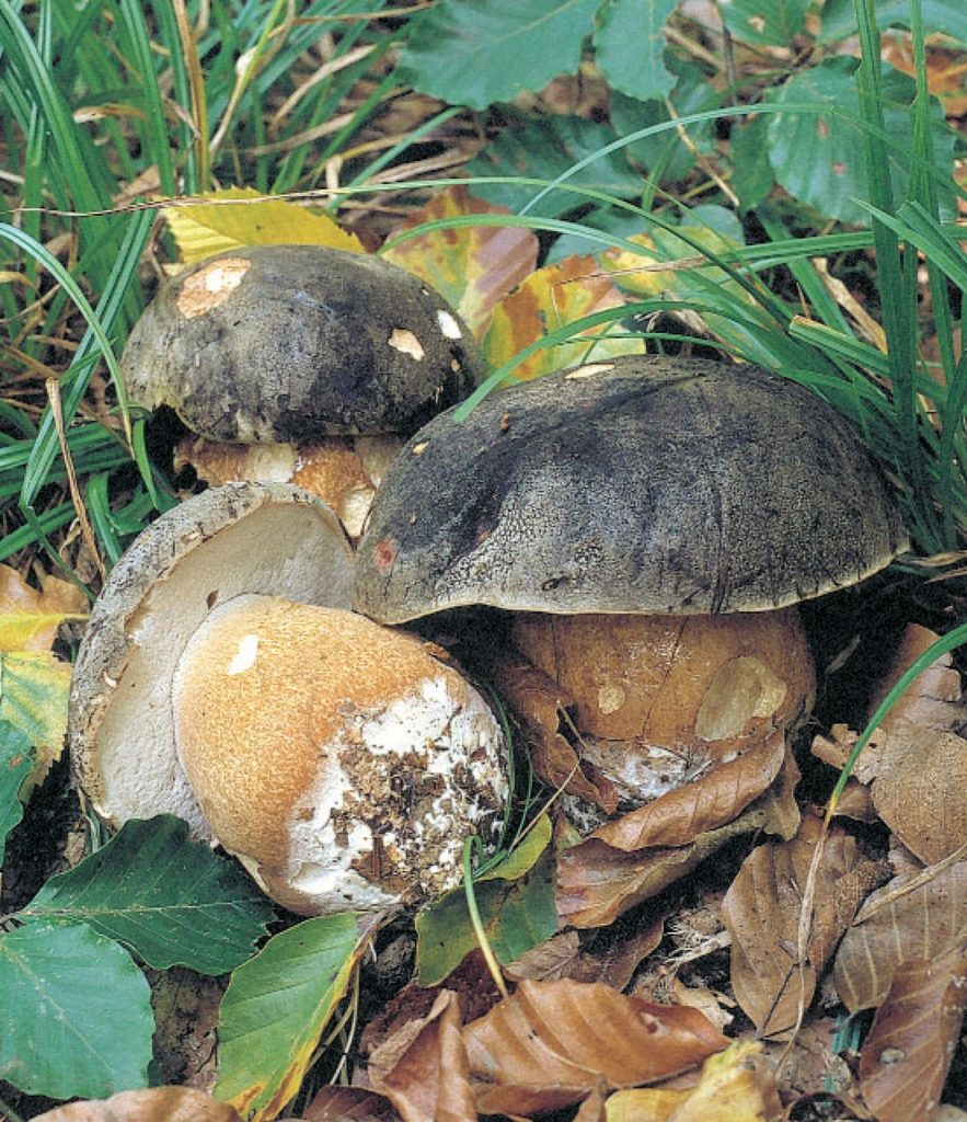  Boletus aereus, Болет бронзовый, медный