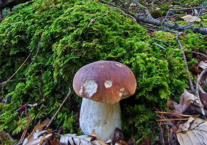 Белый гриб cep mushroom growing picturesque scenery cep porcini boletus edulis mushroom growing picturesque scenery near weiz styria 231900866 1 - Белый гриб