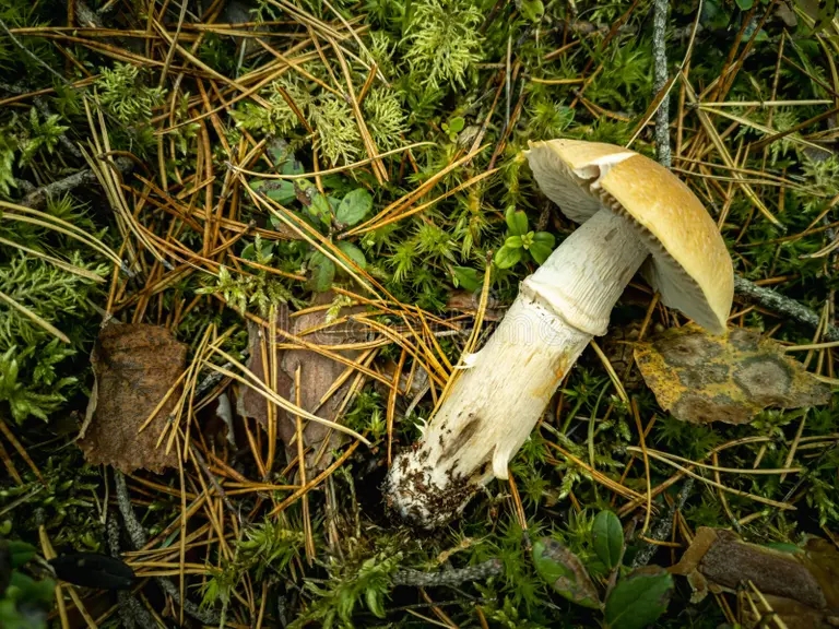 Amanita ядовитая поганка