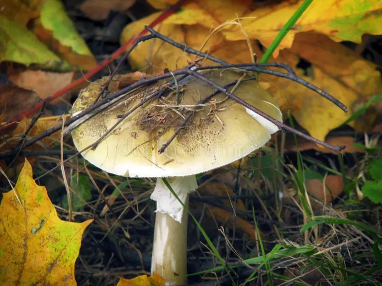 Бледная поганка, Amanita phalloides - смертельно ядовитый гриб рода мухоморов