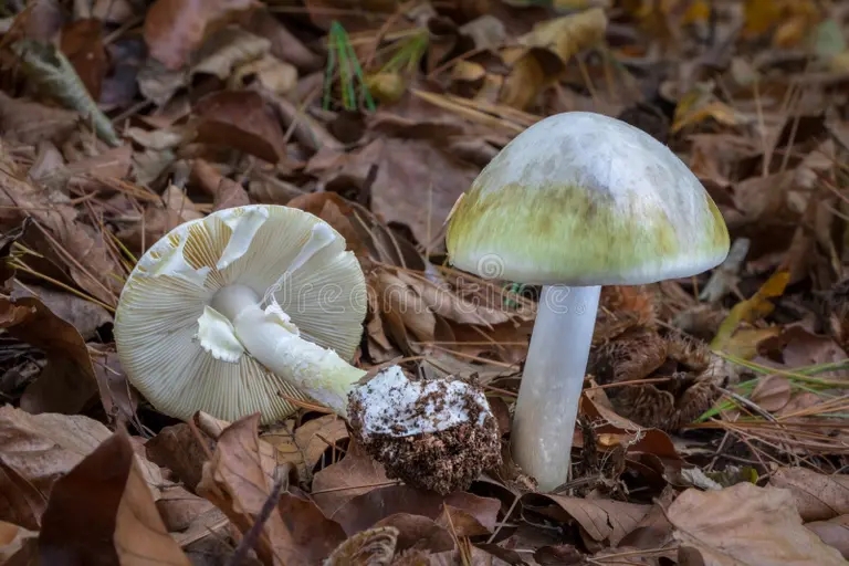 Бледная поганка, Amanita phalloides - смертельно ядовитый гриб рода мухоморов