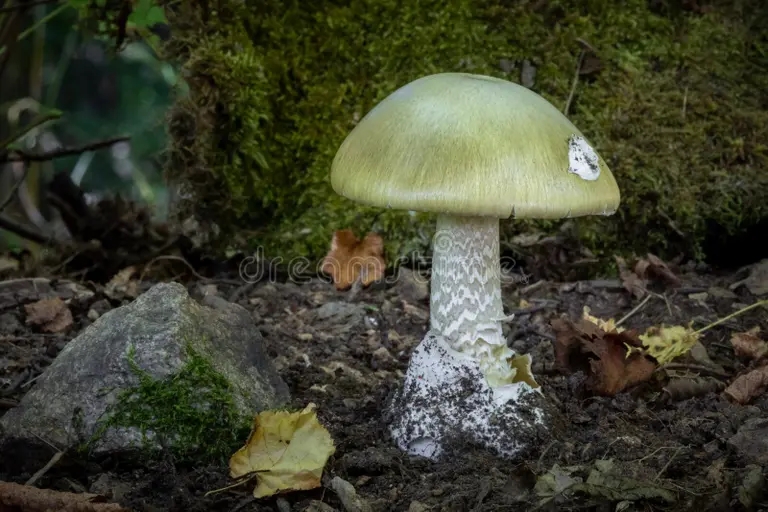 Бледная поганка, Amanita phalloides - смертельно ядовитый гриб рода мухоморов