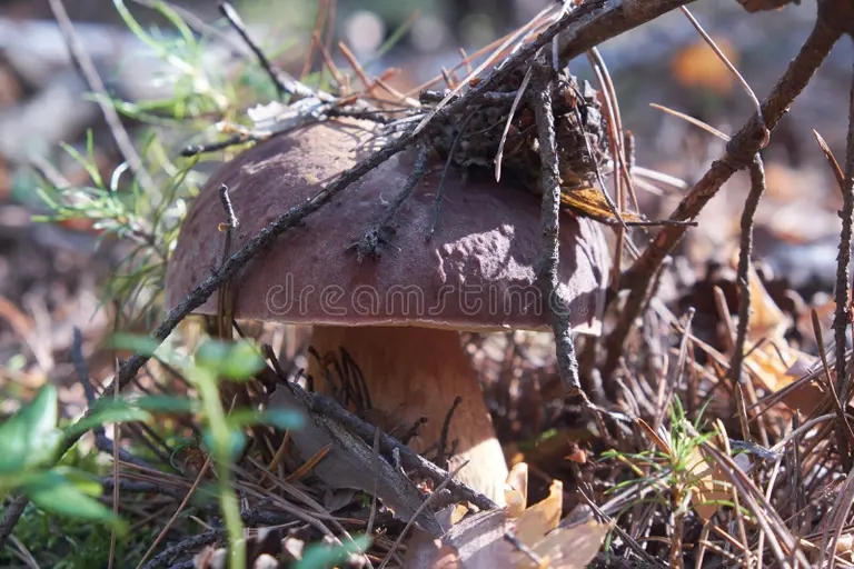 Боровик бронзовый (лат. Boletus aereus) 