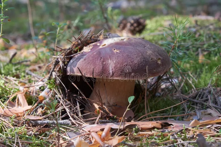 Боровик бронзовый (лат. Boletus aereus) 