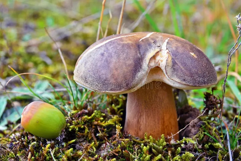 Боровик бронзовый (лат. Boletus aereus) 