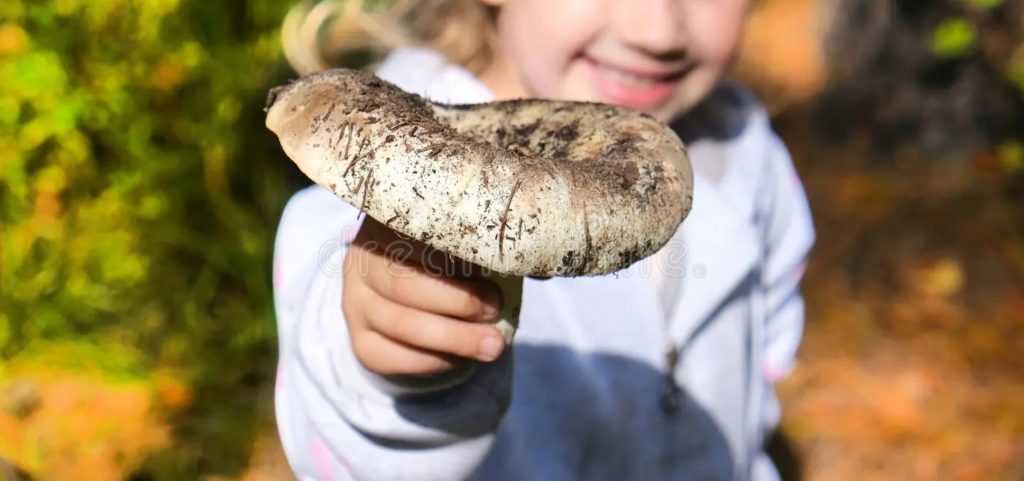 happy child holding mushroom white lactarius resimus mushroom genus lactarius family russulaceae collecting harvesting edible 230825120 1024x481 - Бледная поганка