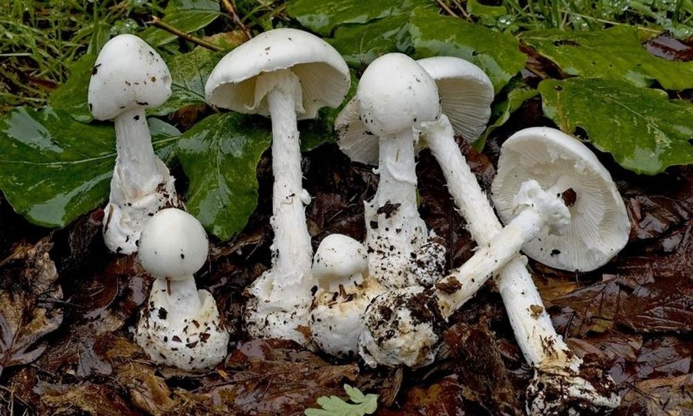 Мухомор вонючий, белая поганка