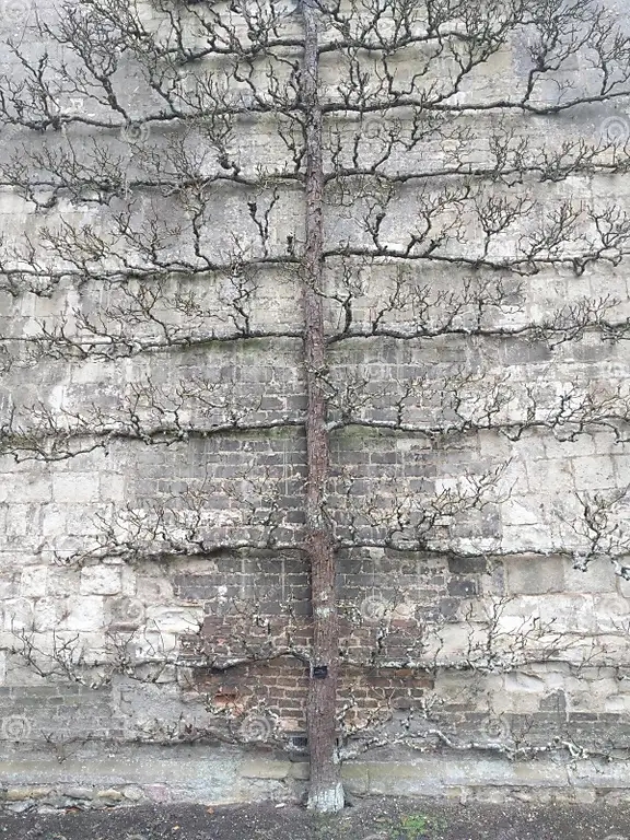 image6 - Яблоня
