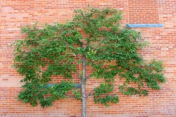 image7 1 - Яблоня