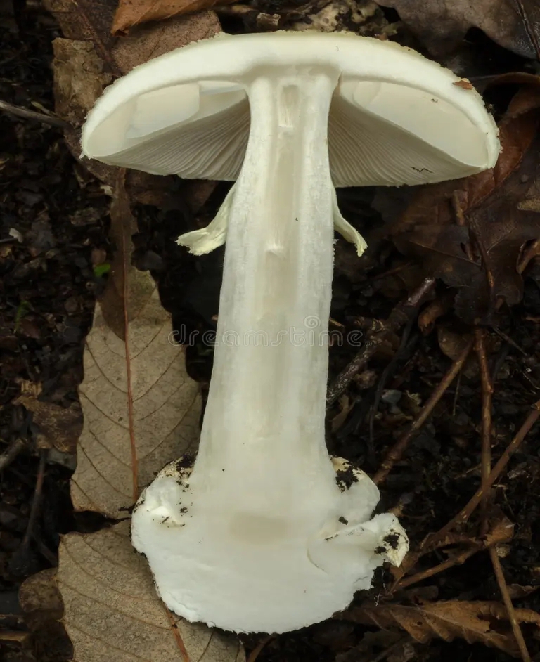 Бледная поганка, Amanita phalloides - смертельно ядовитый гриб рода мухоморов