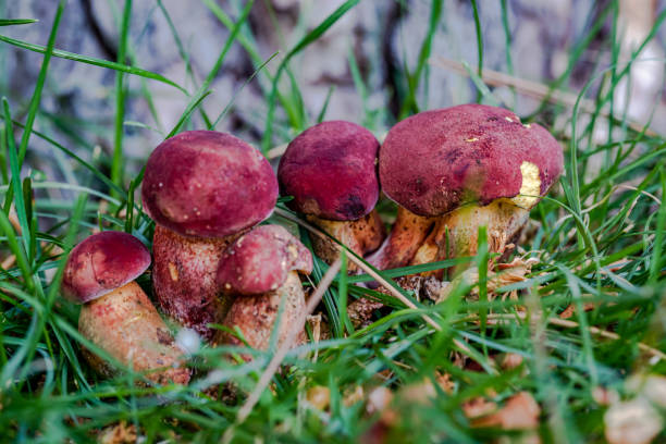 Боровик двуцветный, Bolete bicolor 