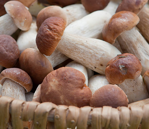 Mushrooms in the basket Боровики белые