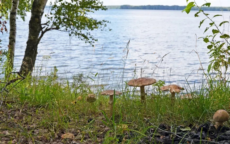 plocka svamp giftigt farliga champinjoner giftiga i skogen som vaxer 154295052 - Бледная поганка