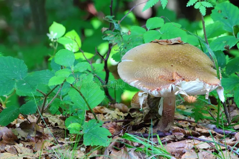 Russula съедобный гриб