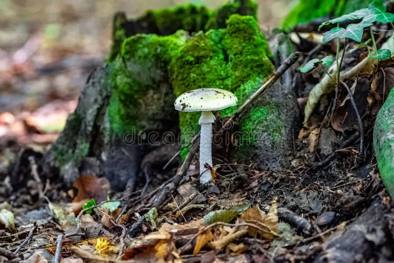 Бледная поганка, Amanita phalloides - смертельно ядовитый гриб рода мухоморов
