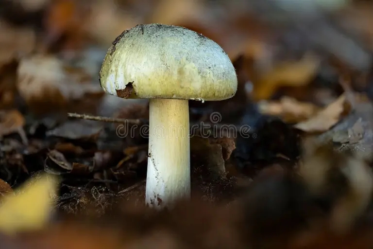 Бледная поганка, Amanita phalloides - смертельно ядовитый гриб рода мухоморов