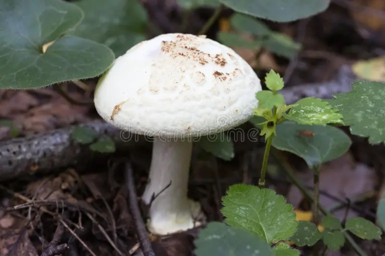 Amanita ядовитая поганка