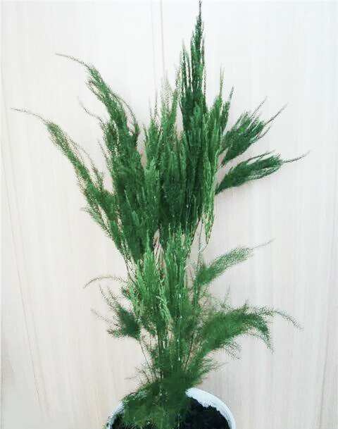 Аспарагус пирамидальный &nbsp;(Asparagus pyramidalis)