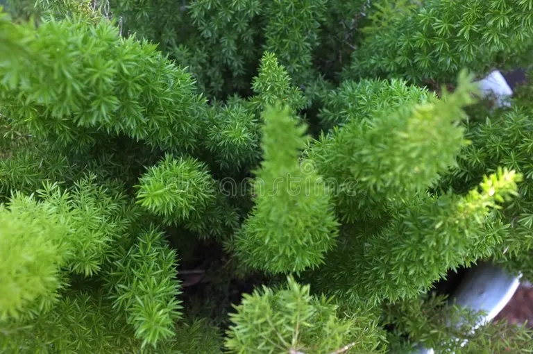 arbol verde del sprengeri esparrago 109721071 - Аспарагус