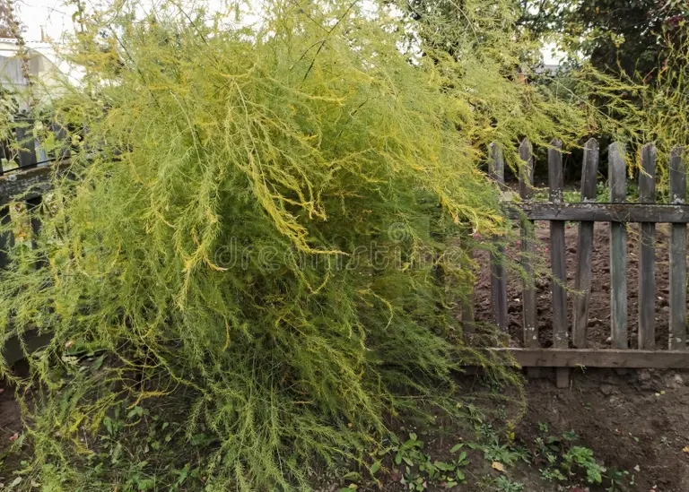 arbusto difuso de esparragos en la parcela dacha planta 205759396 1 - Аспарагус
