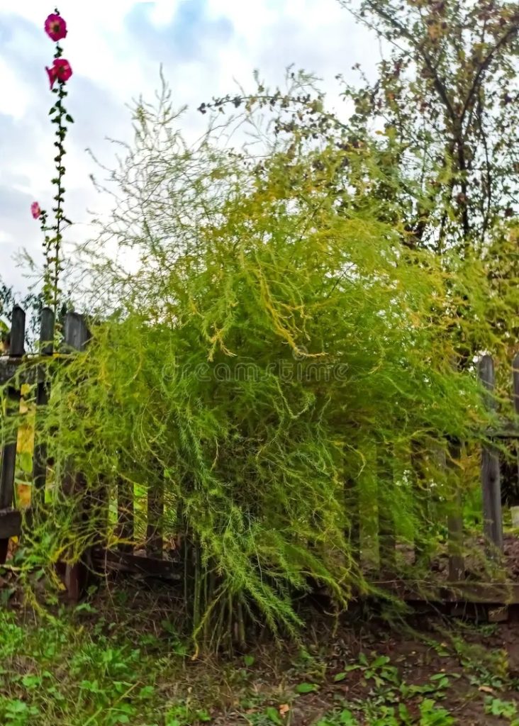 arbusto difuso de esparragos en la parcela dacha planta 205759423 732x1024 - Аспарагус