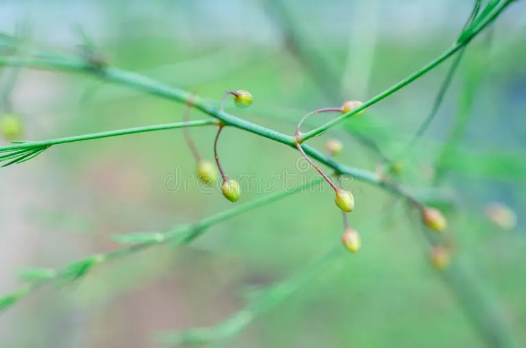 arbusto verde fresco de shatavari esparagus racemosus se marchitara agricultura abstracta asia asparagus ramas planta fondo bello 191195038 - Аспарагус