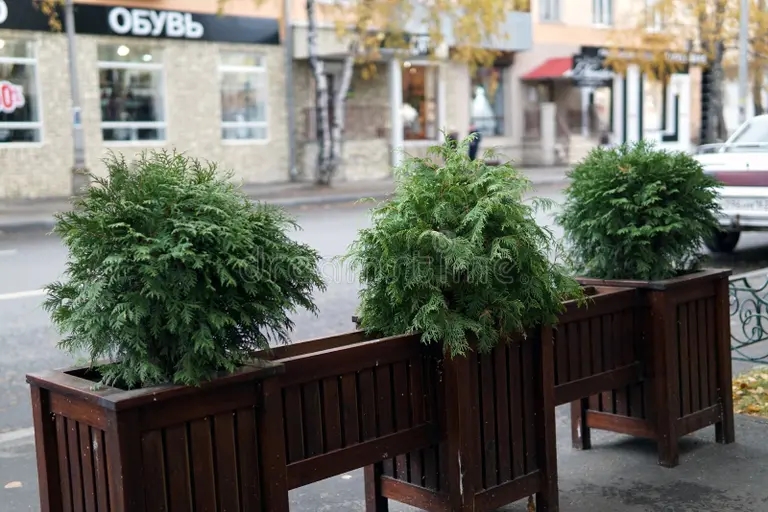 arbustos en conserva del helecho de esparrago un poco cafe la calle 132371336 - Аспарагус