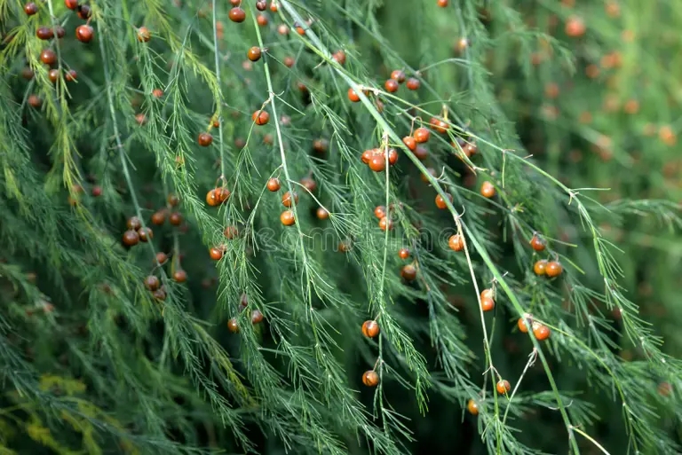 asparagi officinalis con frutta giardino 203965302 - Аспарагус