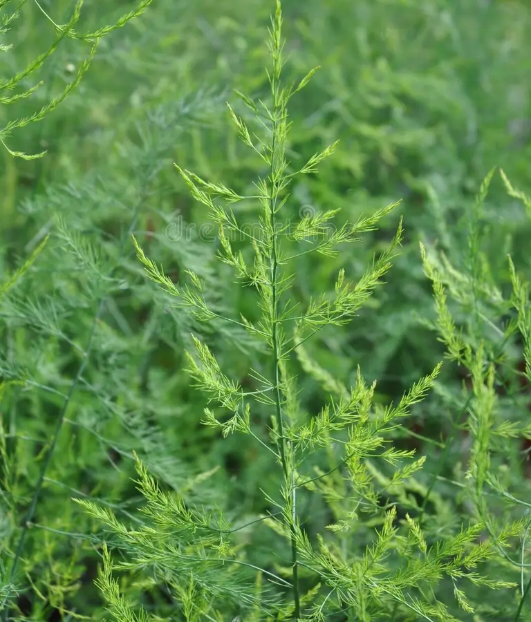 asparago asparagus officinalis nella fase di fioritura ferny 88317650 &mdash; kopiya - Аспарагус