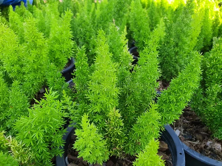asparagus densiflorus es una cubierta de tierra tallo corto ramas hojas finamente ramificadas puntas extremos las son muy 227961095 - Аспарагус