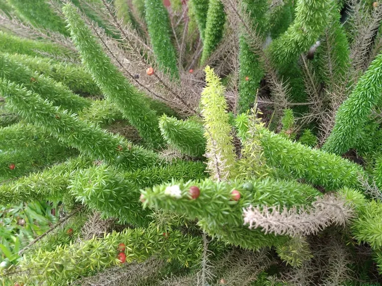 asparagus densiflorus meyeri en el jardin cianjur indonesia planta unica mundo con un hermoso rendimiento 205311752 - Аспарагус