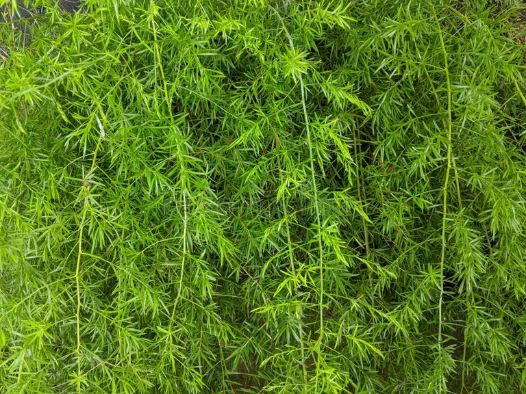 asparagus densiflorus sprengeri planta hojas verdes frescas plantas tropicales 213806706 1 - Аспарагус