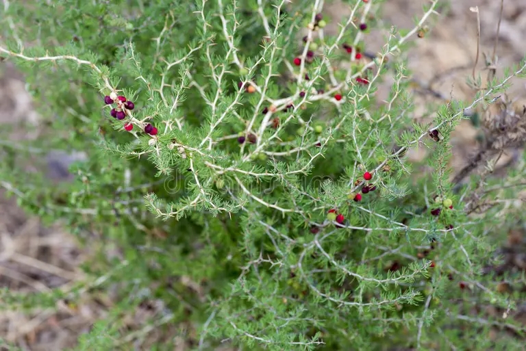 Asparagus officinalis