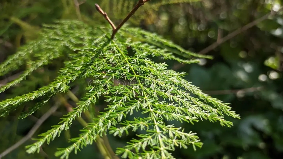 asparagus setaceus es una planta esponjosa con ramas suaves que crecen en un parque de lisboa foto alta calidad 277622394 - Аспарагус