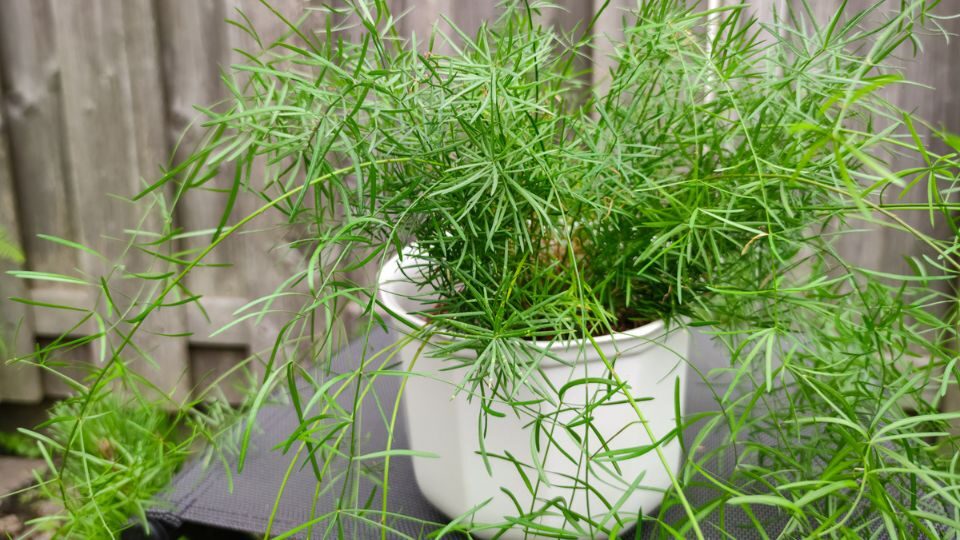 Аспарагус серповидный &nbsp;(Asparagus falcatus)  / shutterstock
