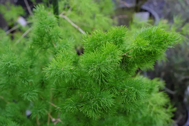 asparagus umbellatus esparagus plantas al aire libre 192289423 - Аспарагус