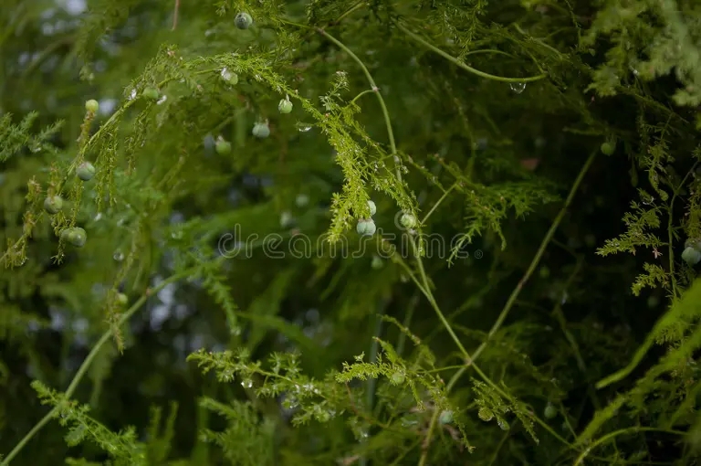 asparragos setaceus esparragos helechos de encaje escalada o ferny asparagus es una hierba perenne ardiendo con tallos verdes 164086991 - Аспарагус