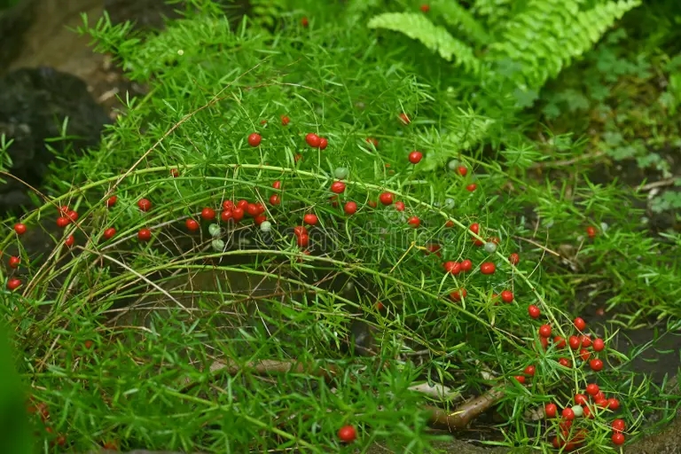 bayas de esparragos asparagaceae dioeciano plantas perennes 265072781 - Аспарагус