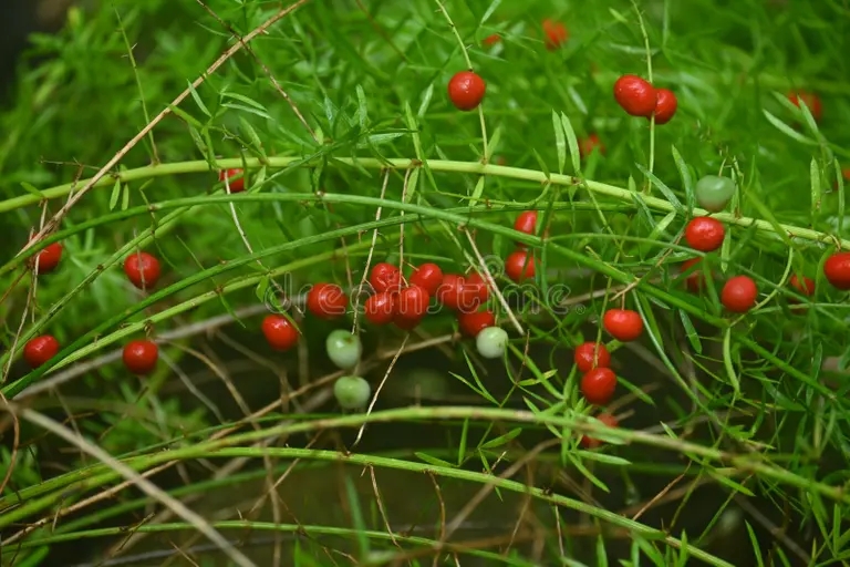 bayas de esparragos asparagaceae dioeciano plantas perennes 265072790 - Аспарагус